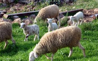 Τα πρόβατα έφαγαν τα χασισόδεντρα - Φωτογραφία 1