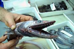 Τα τέρατα της θάλασσας που προκαλούν τεράστιο φόβο!