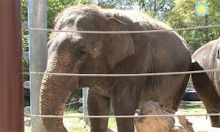 Shanti, ο ελέφαντας που παίζει φυσαρμόνικα [Video] - Φωτογραφία 1