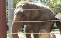 Shanti, ο ελέφαντας που παίζει φυσαρμόνικα [Video]