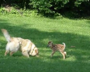 VIDEO: Σκύλος και νεογέννητο ελαφάκι έγιναν αχώριστοι φίλοι! - Φωτογραφία 1