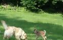 VIDEO: Σκύλος και νεογέννητο ελαφάκι έγιναν αχώριστοι φίλοι!