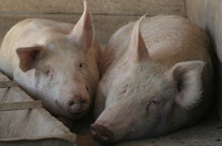 3 νέοι άνθρωποι έκλεψαν 2 γουρούνια για να τα σφάξουν και να φάνε! - Φωτογραφία 1