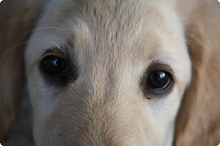 Τι λένε τα μάτια του σκύλου σας για την υγεία του; - Φωτογραφία 1