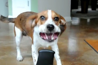 VIDEO: Επική μάχη μεταξύ φυσητήρα φύλλων και ενός σκύλου! - Φωτογραφία 1