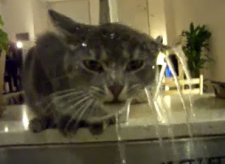 Η γάτα που λατρεύει το νερό! [Video] - Φωτογραφία 1