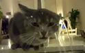 Η γάτα που λατρεύει το νερό! [Video]