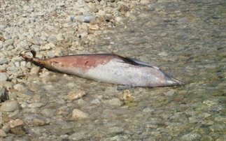 Δεύτερο νεκρό δελφίνι στον Αμβρακικό - Φωτογραφία 1
