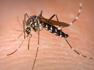 Από τι κινδυνεύουμε όταν μας τσιμπήσει κουνούπι; - Φωτογραφία 1