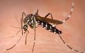 Από τι κινδυνεύουμε όταν μας τσιμπήσει κουνούπι;