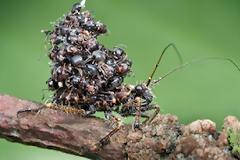 Έντομο-δολοφόνος σκοτώνει για… καμουφλάζ!
