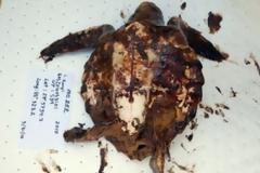 ΕΙΚΟΝΕΣ ΦΡΙΚΗΣ: Τα αποτελέσματα της διαρροής πετρελαίου στον Κόλπο του Μεξικού