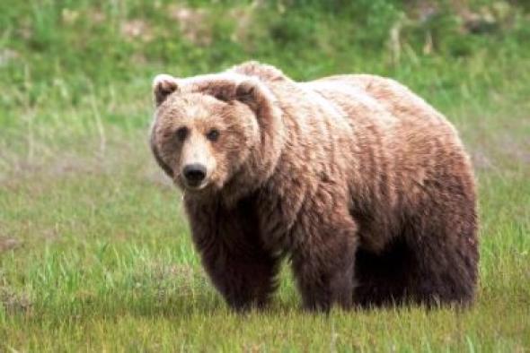 Απομάκρυναν αρκούδα από το Τσοτύλι - Φωτογραφία 1