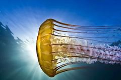 Φανταστικές εικόνες από το βυθό της θάλασσας!