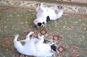Κλάψτε από το γέλιο: Δύο bulldogs χορεύουν... Twist! [Video] - Φωτογραφία 1