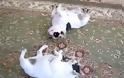 Κλάψτε από το γέλιο: Δύο bulldogs χορεύουν... Twist! [Video]