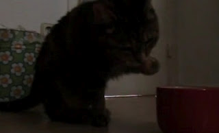 Η γάτα που πίνει γάλα με το χέρι της... [video] - Φωτογραφία 1