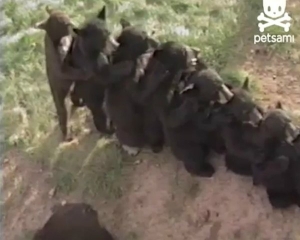Γλυκύτατα αρκουδάκια σχηματίζουν... τραινάκι! [Video] - Φωτογραφία 1