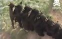 Γλυκύτατα αρκουδάκια σχηματίζουν... τραινάκι! [Video]