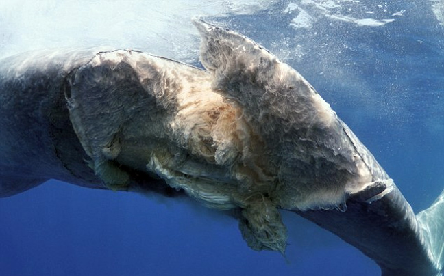 Πλοίο σκότωσε φάλαινα που κοιμόταν! - Θλιβερές φωτογραφίες από τον Ινδικό Ωκεανό - Φωτογραφία 3