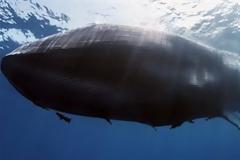 Πλοίο σκότωσε φάλαινα που κοιμόταν! - Θλιβερές φωτογραφίες από τον Ινδικό Ωκεανό