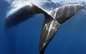 Πλοίο σκότωσε φάλαινα που κοιμόταν! - Θλιβερές φωτογραφίες από τον Ινδικό Ωκεανό - Φωτογραφία 2
