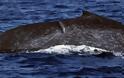 Πλοίο σκότωσε φάλαινα που κοιμόταν! - Θλιβερές φωτογραφίες από τον Ινδικό Ωκεανό - Φωτογραφία 5