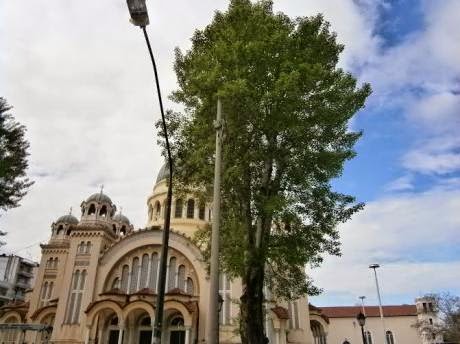 ΟΙΚΙΠΑ: Κατακρεουργούν παράνομα τις λεύκες στο προαύλιο του Αγ.Ανδρέα - Φωτογραφία 2