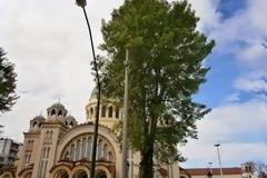ΟΙΚΙΠΑ: Κατακρεουργούν παράνομα τις λεύκες στο προαύλιο του Αγ.Ανδρέα