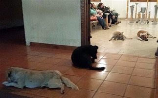 Αδέσποτα σκυλιά στην κηδεία της γυναίκας που τα τάιζε - Φωτογραφία 1