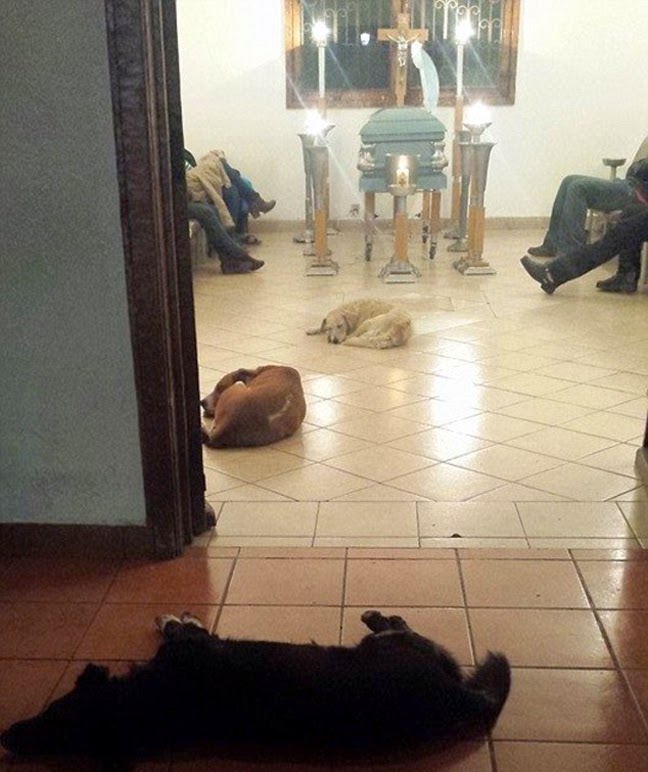 Αδέσποτα σκυλιά στην κηδεία της γυναίκας που τα τάιζε - Φωτογραφία 2