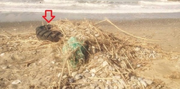 Δείτε τι ξέβρασε η θάλασσα στην παραλία του Κόκκινου Πύργου - Οι εικόνες που προκάλεσαν σάλο! [photos] - Φωτογραφία 4