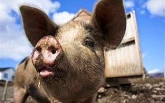Γουρούνια έφαγαν ζωντανό έναν αγρότη - Φωτογραφία 1