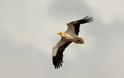 Το πουλί σύμβολο των Μετεώρων απειλείται με εξαφάνιση - Φωτογραφία 2