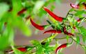 Κόκκινο πιπέρι καγιέν-Το φάρμακο της φύσης