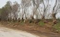 Καθαρισμός-κοπές δέντρων στην περιοχή του Καρτερού από την Περιφέρεια Κρήτης
