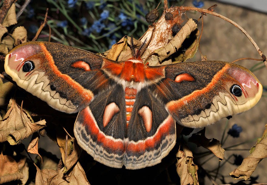 Απίθανες μεταμορφώσεις από κάμπια σε πεταλούδα [photos] - Φωτογραφία 5