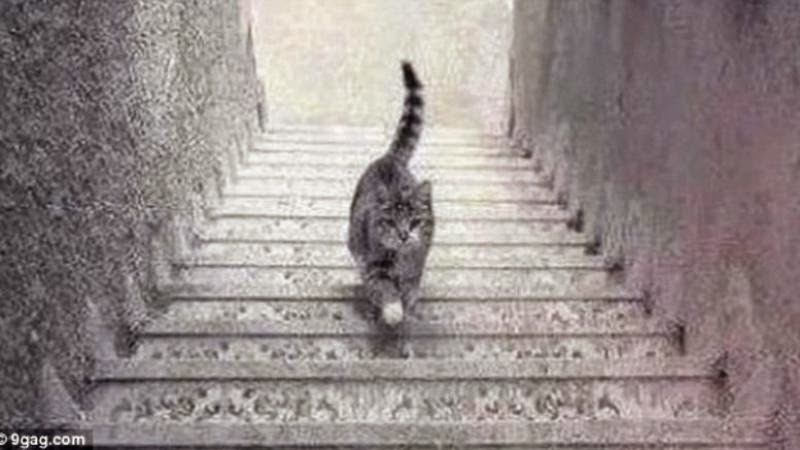 Η φωτογραφία που διχάζει το διαδίκτυο: Τελικά, η γάτα ανεβαίνει ή κατεβαίνει; [video] - Φωτογραφία 1