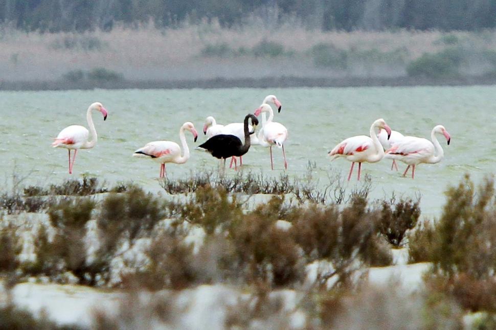 Το μαύρο φλαμίνγκο της Κύπρου μπορεί να είναι το μοναδικό παγκοσμίως! - Φωτογραφία 4