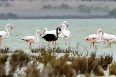 Το μαύρο φλαμίνγκο της Κύπρου μπορεί να είναι το μοναδικό παγκοσμίως!