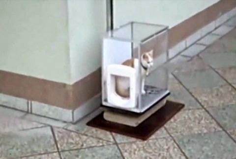 Ούτε που πάει το μυαλό σου - Δες γιατί μπήκε αυτή η γάτα στο κουτί και ΘΑ ΕΚΠΛΑΓΕΙΣ! [video] - Φωτογραφία 1