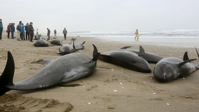 Ιαπωνία: 150 δελφίνια ξεβράστηκαν στις ακτές της Χοκότα - Φωτογραφία 2