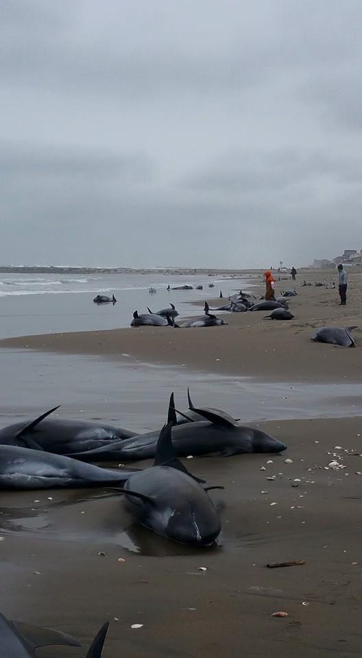 Ιαπωνία: 150 δελφίνια ξεβράστηκαν στις ακτές της Χοκότα - Φωτογραφία 3
