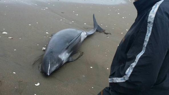 Ιαπωνία: 150 δελφίνια ξεβράστηκαν στις ακτές της Χοκότα - Φωτογραφία 4