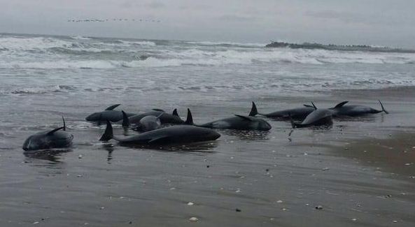 Ιαπωνία: 150 δελφίνια ξεβράστηκαν στις ακτές της Χοκότα - Φωτογραφία 5