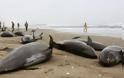 Ιαπωνία: 150 δελφίνια ξεβράστηκαν στις ακτές της Χοκότα - Φωτογραφία 1