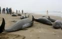 Ιαπωνία: 150 δελφίνια ξεβράστηκαν στις ακτές της Χοκότα - Φωτογραφία 2