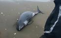 Ιαπωνία: 150 δελφίνια ξεβράστηκαν στις ακτές της Χοκότα - Φωτογραφία 4