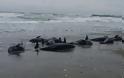 Ιαπωνία: 150 δελφίνια ξεβράστηκαν στις ακτές της Χοκότα - Φωτογραφία 5