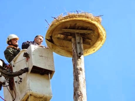 Αχαΐα: Οι λευκοπελαργοί ...ξανάρχονται - Έτοιμες νέες φωλιές για να τους υποδεχθούν - Φωτογραφία 5